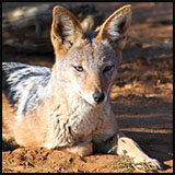 Black-backed jackal