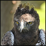 Martial eagle