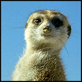 Meerkat 1