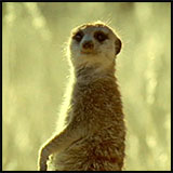 Meerkat 3