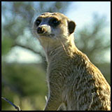 Meerkat 6