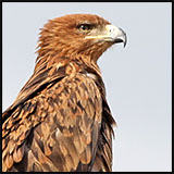 Tawny eagle